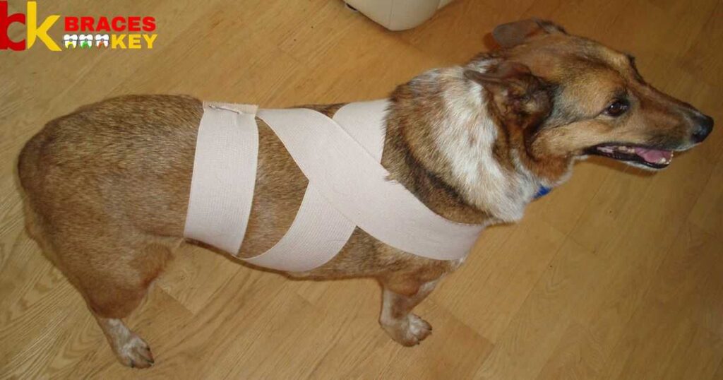 To Wrap A Dog's Knee With An Ace Bandage
