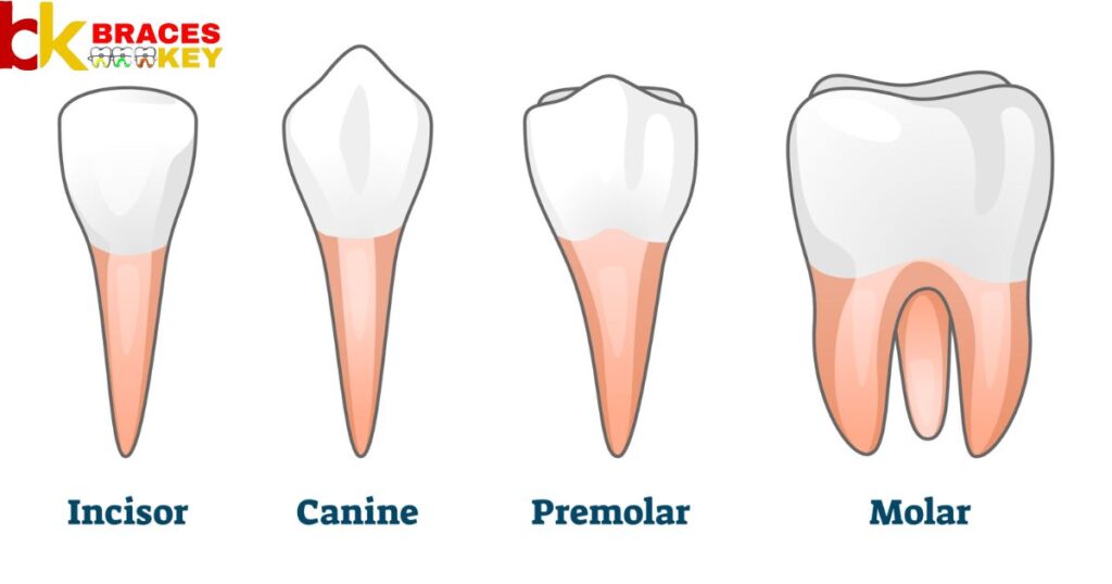 4 Types Of Teeth And Their Functions