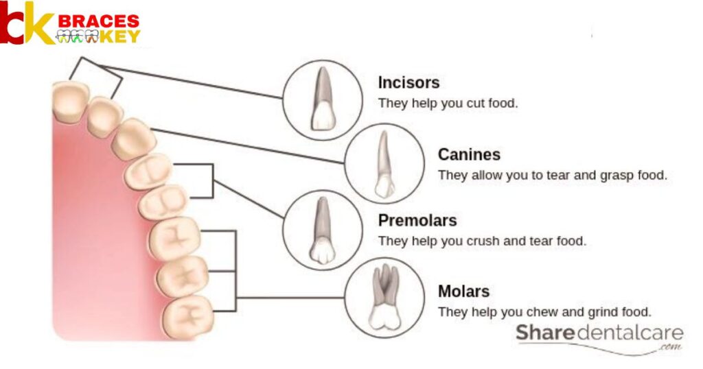 Types Of Teeth And Their Functions