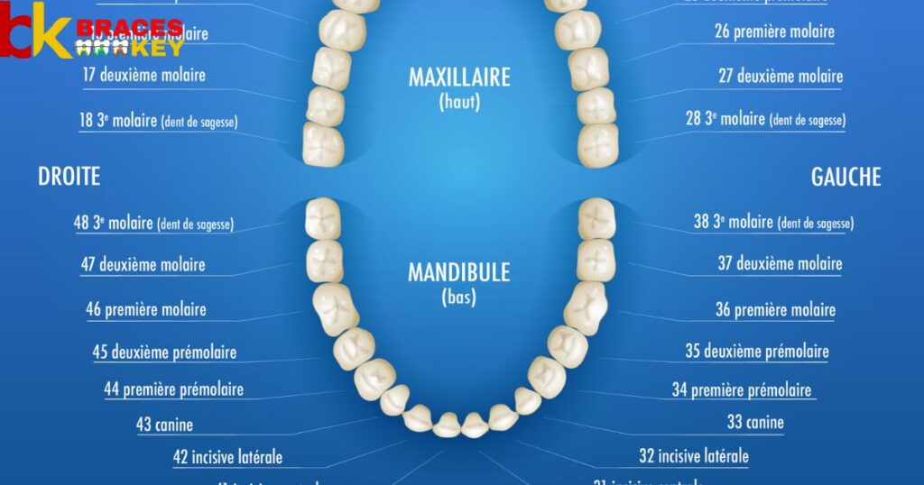 Universal Numbering System For Baby Teeth